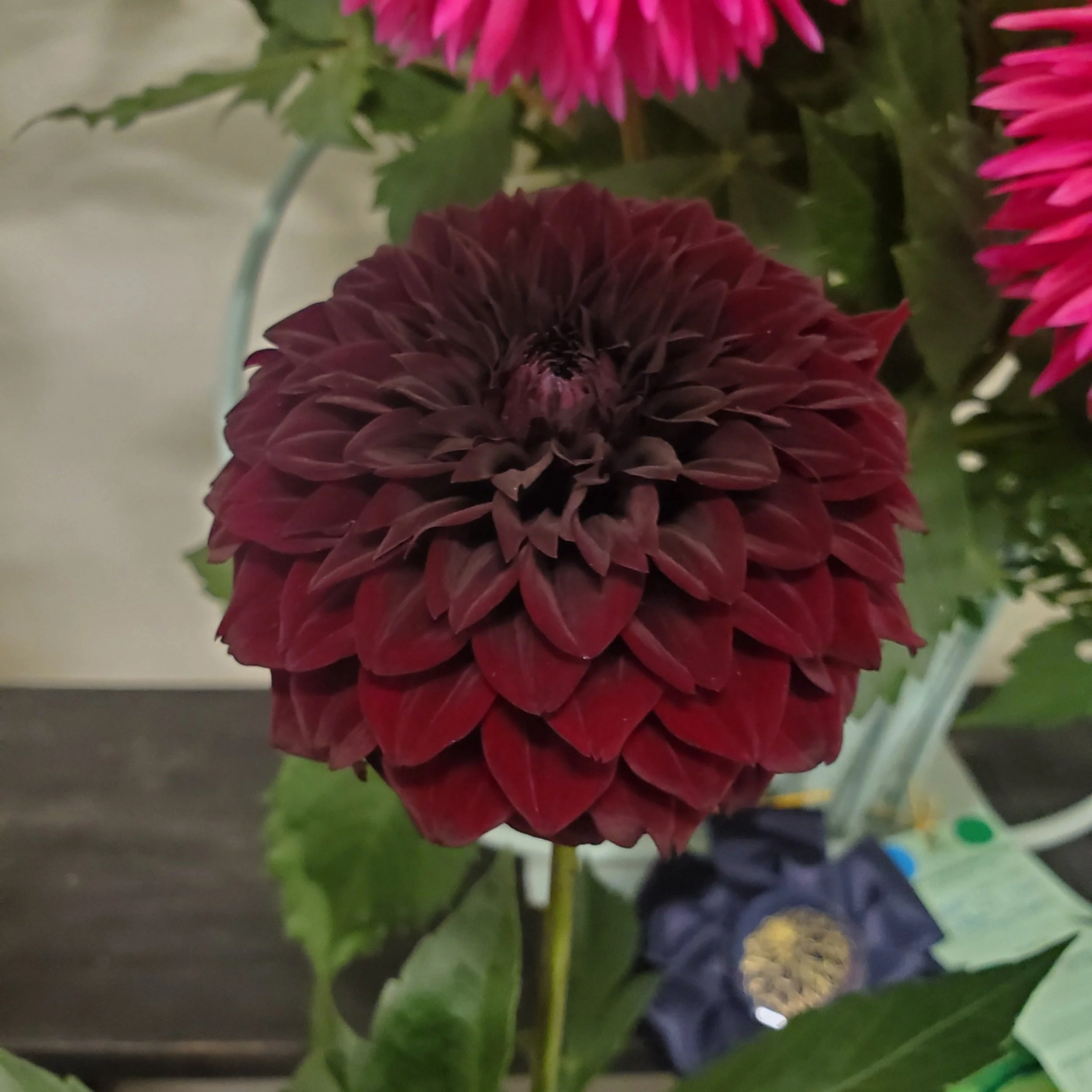 FITZYS+DARK+ANGEL.jpg?format=2500w